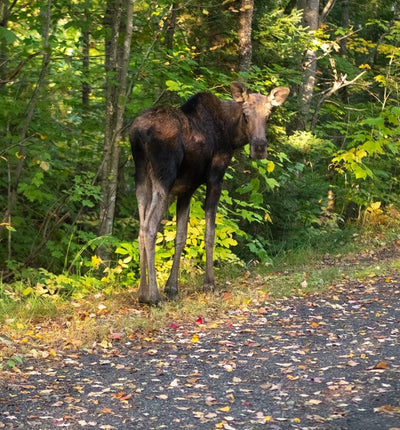 Moose on the Trail