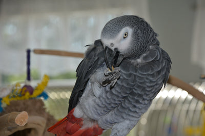 Ask the Expert: Beets and Your Bird