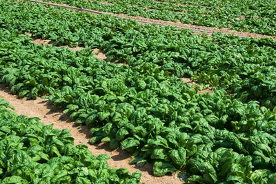 Dried Spinach is a Healthy Choice