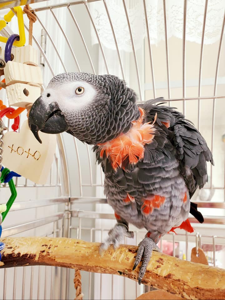 Ask the Expert: Broccoli for Your Parrot