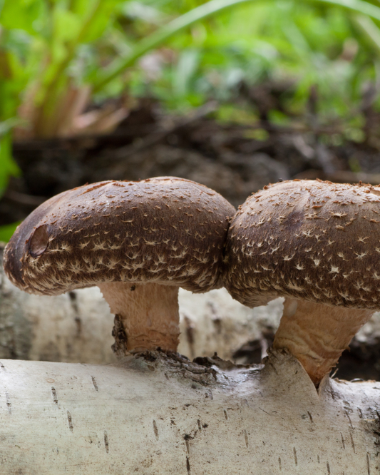 The Benefits of Dehydrated Sliced Shiitake Mushrooms