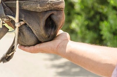 Dried Cabbage for GI Ulcers in Horses