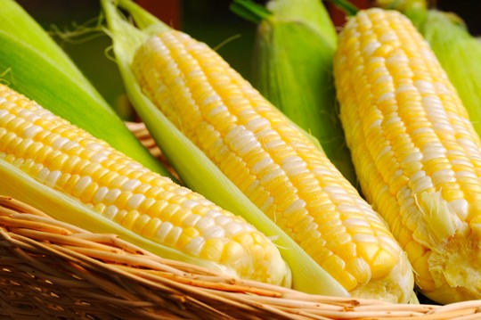 Why GMO-Free Corn is Difficult to Find