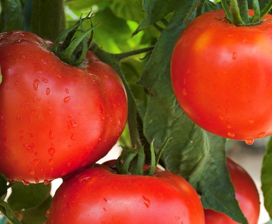 How to Get Vine-Fresh Tomato Flavor Even in the Dead of Winter