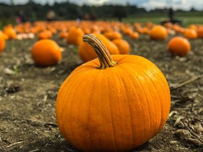 Pumpkin Power: Unveiling the Benefits of Dehydrated Pumpkin