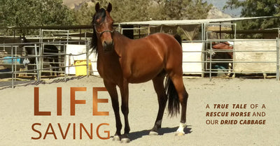 Shayaan’s Story: A Real Life Tale of Dried Cabbage and a Rescue Horse Who Recovered from GI Ulcers