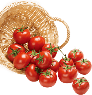 Tomatoes in a woven basket on a transparent background