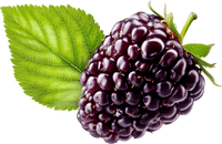 Blackberry with green leaves on a transparent background