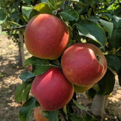 Organic Freeze-Dried Apple Dices