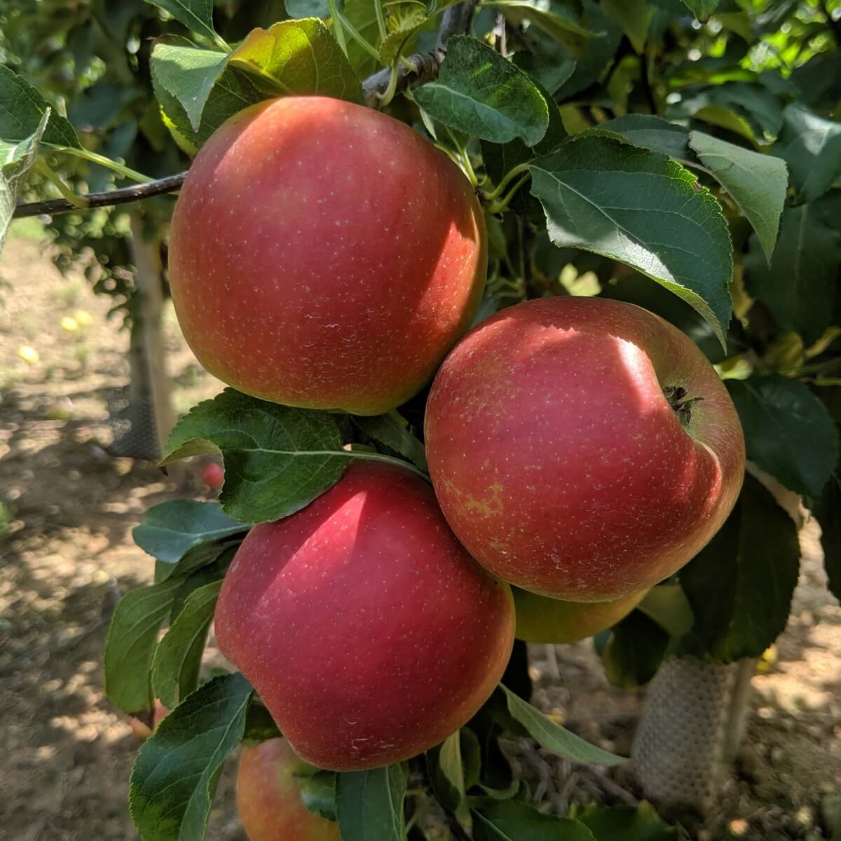 Freeze Dried Apple Dices