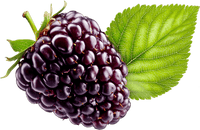 Blackberry with green leaves on a transparent background