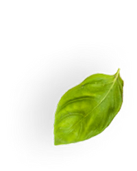 Single green leaf on a white background