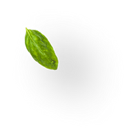 Single green leaf on a white background