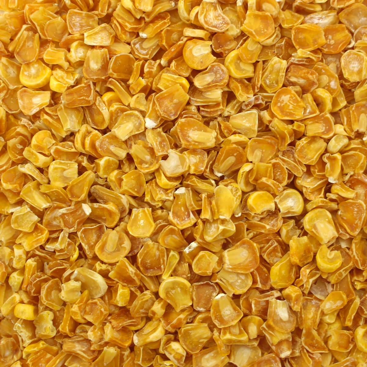 Dried Corn